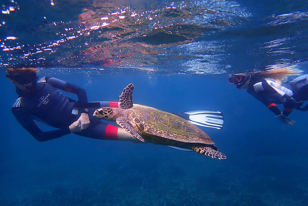couple snorkeling on pigeon island with sea turtles and sharks in Sri Lanka
