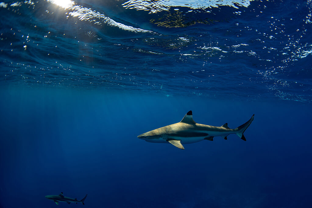 snorkeling with black tip reef sharks pigeon island nilaveli in sri lanka