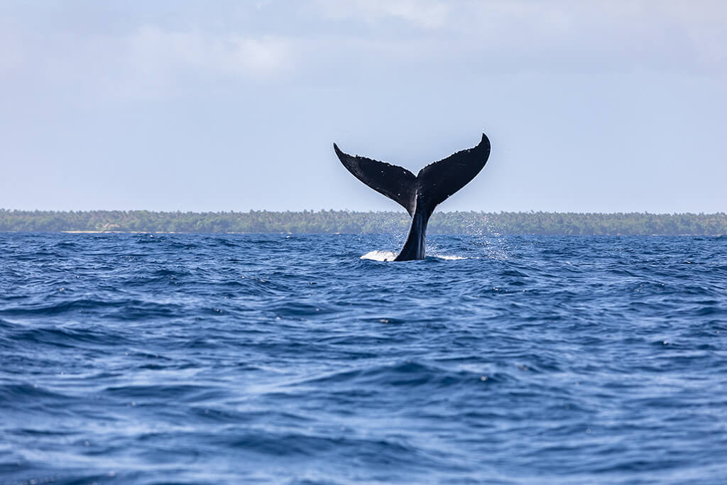 whale tail out of the water on the surface on whale watching Tours around Trincomalee